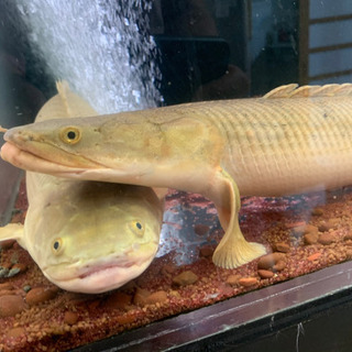 コンギクス