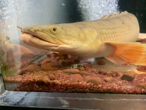 コンギクス