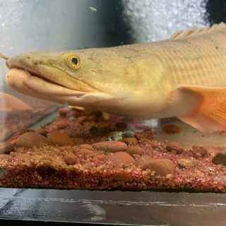 コンギクス