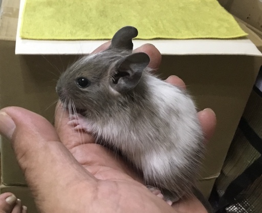 けんぼの森 デグー ブルースーパーパイド 1匹デビュー 白毛多目18 000円 税込 値下げしました15 000円 税込 Us けんぼっ 下溝のペットショップの無料広告 無料掲載の掲示板 ジモティー