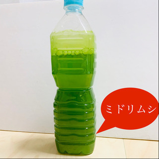 ☆ミドリムシ☆(ユーグレナ)めだかの育成に高栄養！９００ml！他...