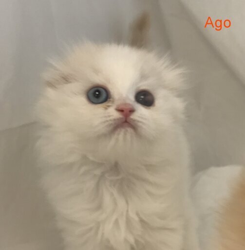 スコティッシュフォールド子猫ハンディのある仔猫本文をよくご覧下さいませ アゴはネコ アゴはネコ 代々木 代々木の猫の里親募集 ジモティー スコティッシュフォールド子猫ハンディのある仔猫本文をよくご覧下さいませ アゴはネコ アゴはネコ 代々木 代々木の猫の里親募集 ジモティー
