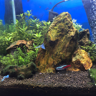 熱帯魚水槽セットと生体