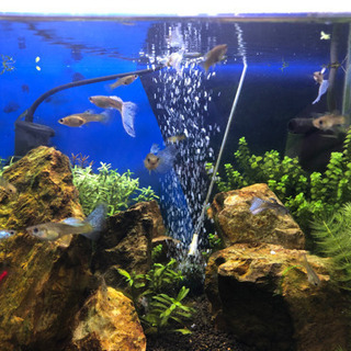 熱帯魚水槽セットと生体