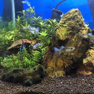 熱帯魚水槽セットと生体