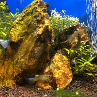 熱帯魚水槽セットと生体