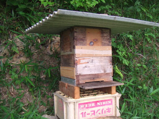 日本蜜蜂　日本みつばち　今春分蜂群　待ち受け巣箱に自然入居した群です　継足用巣枠1個お付けします