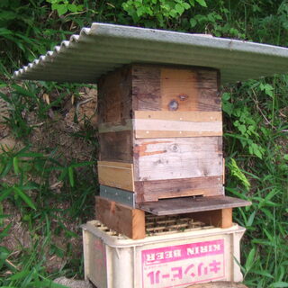 日本蜜蜂　日本みつばち　今春分蜂群　待ち受け巣箱に自然入居した群...