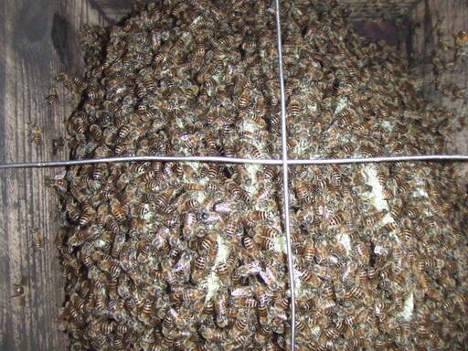 日本蜜蜂　日本みつばち　今春分蜂群　待ち受け巣箱に自然入居した群です　継足用巣枠1個お付けします 日本蜜蜂 日本みつばち 今春分蜂群 待ち受け巣箱に自然入居した群です