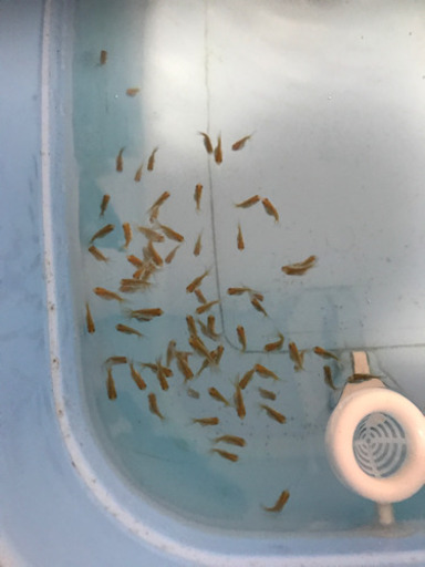 金魚の稚魚をあげます ヤスハル 東岡崎のその他の中古あげます 譲ります ジモティーで不用品の処分