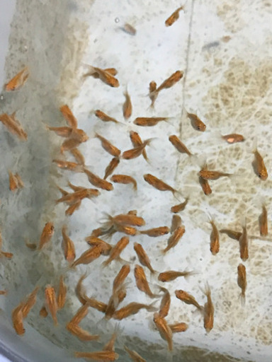 金魚の稚魚をあげます ヤスハル 東岡崎のその他の中古あげます 譲ります ジモティーで不用品の処分 金魚の稚魚をあげます ヤスハル 東岡崎のその他の中古あげます 譲ります ジモティーで不用品の処分