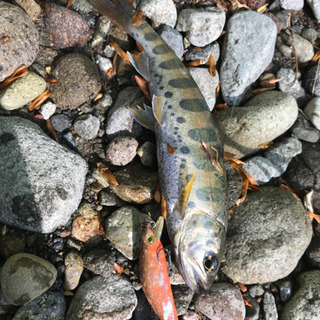 渓流 渓流釣り 群馬 釣りしませんか あっくん 高崎の釣りのメンバー募集 無料掲載の掲示板 ジモティー