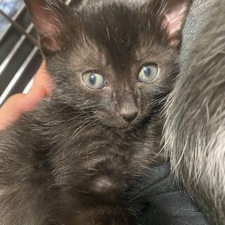 生後1ヶ月黒猫オス