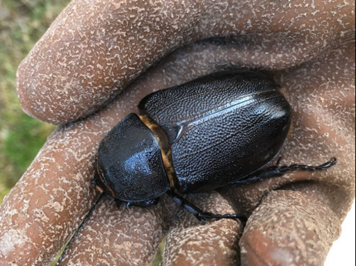 取引中】【売約済】ネプチューンオオカブト ペア