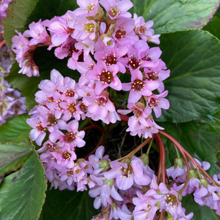 ヒマラヤユキノシタ 村山孝二 武蔵村山のその他の中古あげます 譲ります ジモティーで不用品の処分