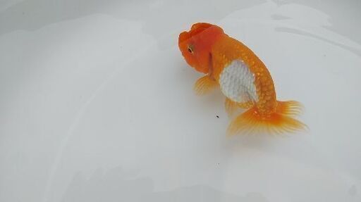らんちゅう稚魚30匹1000円 Nayu0908 北葛城のその他の中古あげます 譲ります ジモティーで不用品の処分