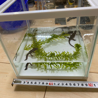 アカハライモリ3匹 そらまめ 箱崎宮前のその他の中古あげます 譲ります ジモティーで不用品の処分
