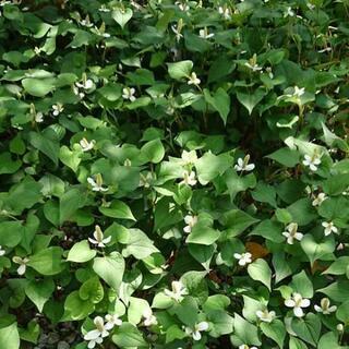 食べれる野草探し、腐葉土・堆肥作りに夢中です♪