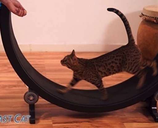 one fast cat discount