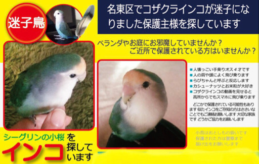 迷子 名古屋市名東区 コザクラインコ シーグリーン を探しています Rielapi 一社の手伝って 助けての助け合い ジモティー 迷子 名古屋市名東区 コザクラインコ シーグリーン を探しています Rielapi 一社の手伝って 助けての助け合い ジモティー