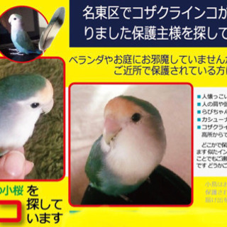 【迷子/名古屋市名東区】コザクラインコ（シーグリーン）を探しています