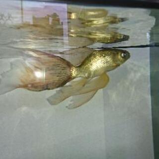 値下げ   超希少  大きな鉄魚 値下げ 超希少 大きな鉄魚 【公式通販】