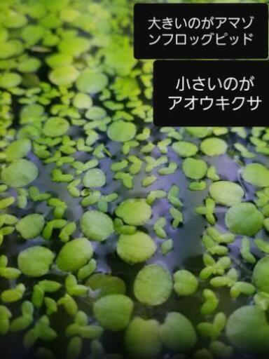 メダカ浮草水草アマゾンフロッグピッド リュウ 南宮崎のその他の中古あげます 譲ります ジモティーで不用品の処分 メダカ浮草水草アマゾンフロッグピッド リュウ 南宮崎のその他の中古あげます 譲ります ジモティーで不用品の処分