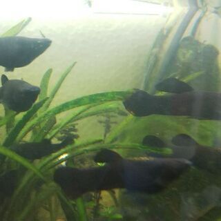 熱帯魚 ブラックモーリー