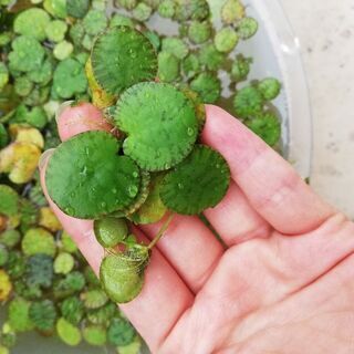 お好きなだけどうぞ アマゾンフロッグピット  無農薬 水草