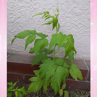 イエローラズベリー☆苗　③　観葉植物