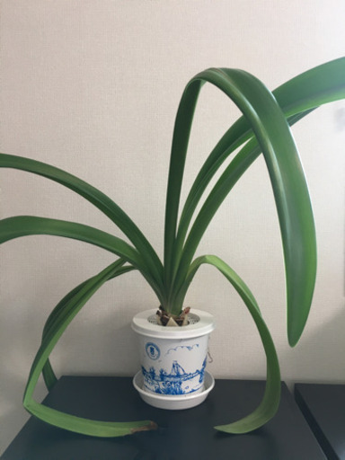 アマリリスピンクパラダイス うきょう 岡崎の家庭用品 ガーデニング の中古あげます 譲ります ジモティーで不用品の処分 アマリリスピンクパラダイス うきょう 岡崎の家庭用品 ガーデニング の中古あげます 譲ります ジモティーで不用品の処分