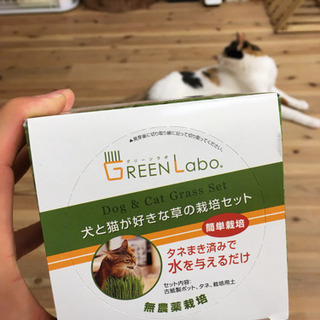 【決定しました】猫草栽培セット。