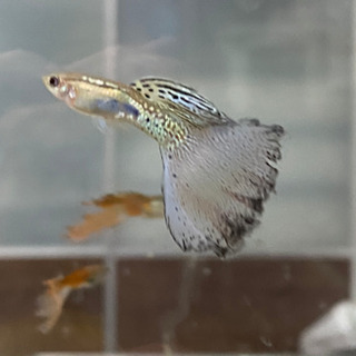 熊本県の中古グッピーが無料 格安で買える ジモティー