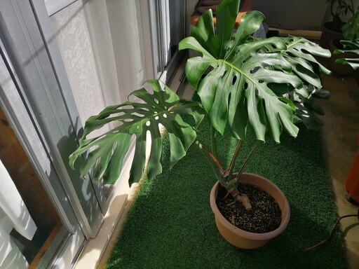 観葉植物 モンステラ 人気の南国観葉植物02 X17kusyr おもろまちのその他の中古あげます 譲ります ジモティーで不用品の処分