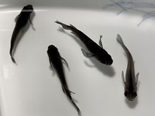メダカ オロチ 有精卵 50個 発送可能 Y 博多南のその他の中古あげます 譲ります ジモティーで不用品の処分 メダカ オロチ 有精卵 50個 発送可能 Y 博多南のその他の中古あげます 譲ります ジモティーで不用品の処分