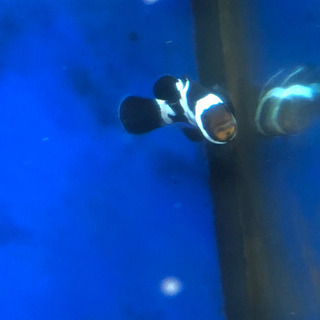 ブラックオセラリス