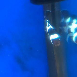 ブラックオセラリス