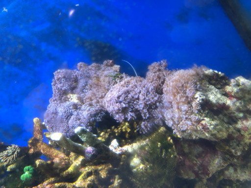 ウミアザミ