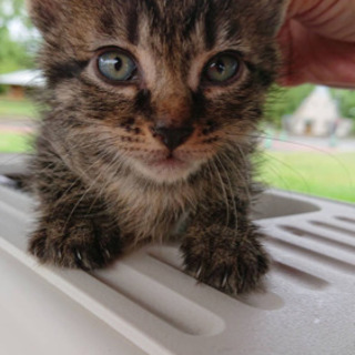 子猫です！里親の方を探しています(＞人＜;)