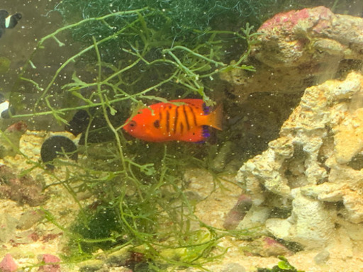 海水魚