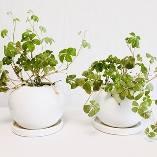 大阪府 茨木市の中古観葉植物が無料 格安で買える ジモティー