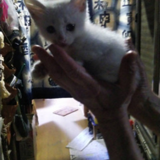 白い可愛い子猫ちゃん - 名古屋市