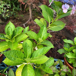 中古ガクアジサイが無料 格安で買える ジモティー