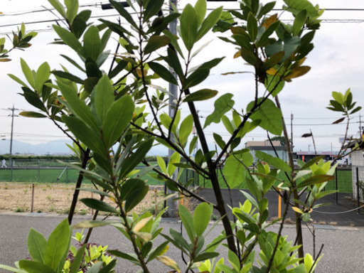 無料庭木月桂樹二本セット Tero 東近江のその他の中古あげます 譲ります ジモティーで不用品の処分
