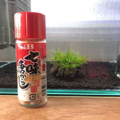 水草 南米ウィローモス溶岩石 Tantan 浦添のその他の中古あげます 譲ります ジモティーで不用品の処分