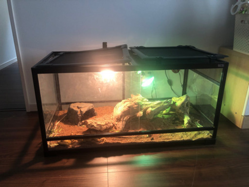 爬虫類ゲージ