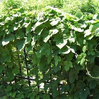 緑のカーテンに最適 琉球朝顔 りゅうきゅうあさがお リュウキュウアサガオの苗 1本 1本 5本程度まで購入可能 コーストライン 岩滝口のその他の中古あげます 譲ります ジモティーで不用品の処分