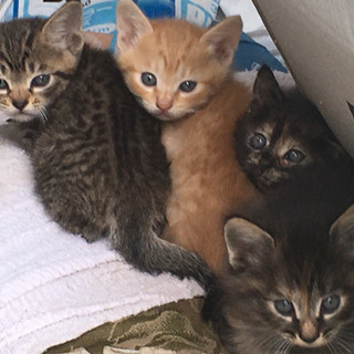 一時受付終了　子猫3匹の里親募集　生後約2ヶ月半
