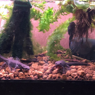 中古アカハライモリが無料 格安で買える ジモティー