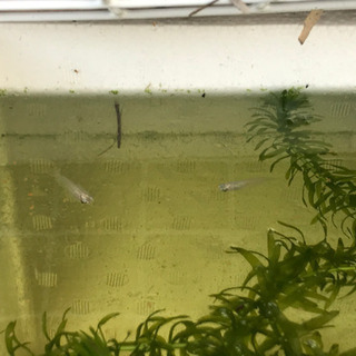 メダカの幼魚5匹　【今だけ水草付き‼︎】